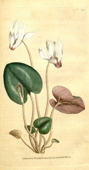 The image shows the heart-shaped leaves and white, pink-shaded, reflexed flowers.  Curtis's Botanical Magazine t.44, 1788.