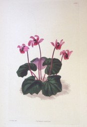 The image shows the heart-shaped leaves and deep pink, red-shaded, reflexed flowers.  Loddiges Botanical Cabinet no.1942, 1833.