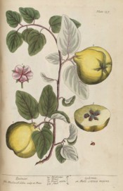 Figured are a pink flower and a shoot with leaves and yellow, pear-shaped fruit.  Blackwell pl.137, 1737.