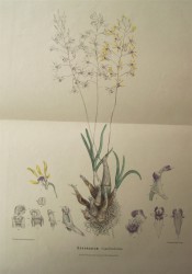 Figured are leaves, pseudobulbs, spike of yellow flowers, and details of flower parts.  Fitzgerald, c.1879.