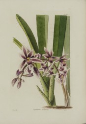 Figured are strap-like leaves and spike of purple and white flowers.  Loddiges Botanical Cabinet no.967, 1824.