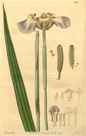 Figured are sword-shaped leaves and lead-coloured, yellow-tinged iris-like flowers.  Curtis's Botanical Magazine t.3710, 1839.