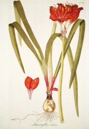 Illustrated is the bulb with strap-like leaves and spike of bright red, funnel-shaped flowers.  Jacquin Sch. pl.62, 1797-04.