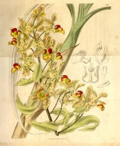 Figured are cigar-shaped pseudobulb and greenish yellow flowers with purple spots.  Curtis's Botanical Magazine t.3507, 1836.