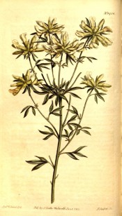 Figured are the tri-foliate leaves and terminal racemes of white flowers.  Curtis's Botanical Magazine t.1438, 1812.