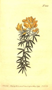 Figured are linear leaves and terminal racemes of golden yellow, pea-like flowers.  Curtis's Botanical Magazine t.442, 1799.