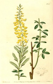 Figured are tri-foliate leaves and upright raceme of yellow pea flowers and seed pods.  Botanical Register f.802, 1824.