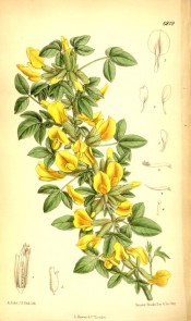 Shown are trifoliate leaves and yellow flowers, in groups of three in the leaf axils.  Curtis's Botanical Magazine t.6819, 1885.
