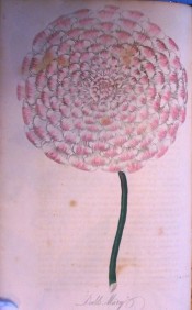 The image shows a very double , formal dahlia with white petals tipped with deep pink.  Floricultural Cabinet p.122, 1836.