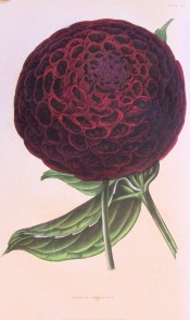 Illustrated is a ball type Dahlia deep red in colour.  British Florist pl.40, 1843.