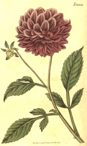 The image shows a dull red, double dahlia with 3-pinnate leaves.  Curtis's Botanical Magazine t.1885, 1827.