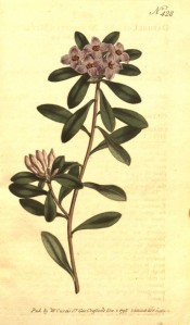 Illustrate are obovate, glossy leaves and terminal clusters of  purplish pink flowers.  Curtis's Botanical Magazine t.428, 1798.