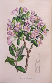 Illustrated are opposite, lance-shaped leaves and axillary clusters of  lilac flowers.  Flore des Serres pl.208, 1847.