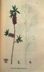 Figured ae terminal clusters of lance-shaped leaves and small purple flowers.  Saint-Hilaire Tr. pl.70, 1825.