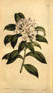 Figured are lance-shaped leaves and terminal cluster of white, starry flowers.  Curtis's Botanical Magazine t.1567, 1813.