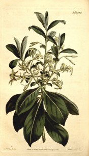Figured are glossy obovate leaves and spidery yellow-green flowers.  Curtis's Botanical Magazine t.1282, 1810.