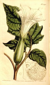 Illustrated are leaves and a large, upright, white trumpet-shaped flower.  Curtis's Botanical Magazine t.1440, 1812.