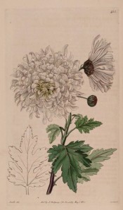 Illustrated is a very double, pure white chrysanthemum.  Botanical Register f.455, 1820.