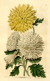 Shown are two double chrysanthemums, yellow and quilled white.  Botanical Register f.4, 1815.