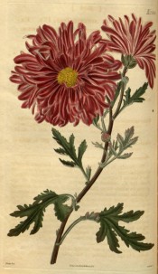 Shown is a semi-double chrysanthemums, purple with a yellow centre.  Curtis's Botanical Magazine t.2556,1821.