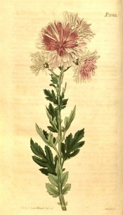 Shown is a semi-double chrysanthemums, white with pink petals in the centre.  Curtis's Botanical Magazine t.2042,1819.