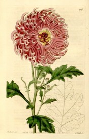 Shown is a double chrysanthemums with pink incurved petals.  Botanical Register f.616, 1823.