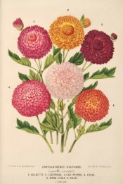 Illustrated are 6 chrysanthemums, all very double, in shades of red, orange and pink.  L'Illustration Horticole pl.8, 1870.