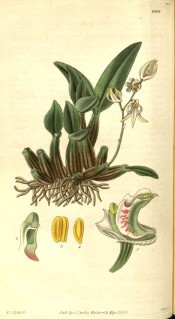 Figured are pseudobulbs, leaves, small white flowers and details of flower parts.  Curtis's Botanical Magazine t.2906, 1829.