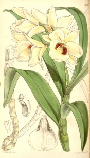 Figured are stem, leaves and creamy white flowers with red and yellow markings.  Curtis's Botanical Magazine t.5130, 1859.