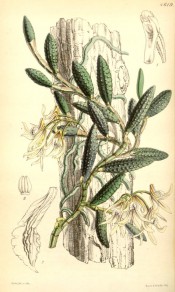 Figured are cucumber-like leaves and white and yellow flowers.  Curtis's Botanical Cabinet t.4619/1851.
