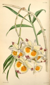 Figured are leaves and cream flowers with a fringed lip and red and yellow markings.  Curtis's Botanical Magazine t.4429, 1849.