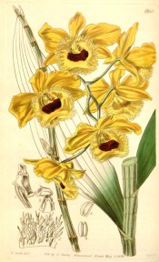 Figured are leaves and yellow flowers with a fringed lip and deep red spot on the lip. Curtis's Botanical Magazine t.4160, 1845.