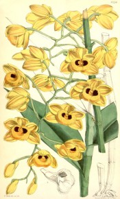 Figured are leaves and orange-yellow flowers with two red spots on the lip. Curtis's Botanical Magazine t.6226, 1876.