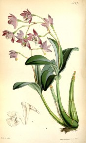 Figured are pseudobulbs, leaves, deep pink  flowers and details of flower parts.  Curtis's Botanical Magazine t.4527, 1850.