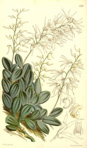 Shown are the flattened, tongue-like leaves and spikes of many small white flowers.  Curtis's Botanical Magazine t.5249, 1861.