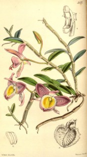 Figured are stems, leaves, pink and yellow fringed flowers and detail of flower parts. Curtis's Botanical Magazine t.5037, 1858.