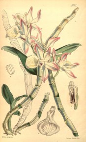 Figured are stems, leaves, whitish, pink-fringed flowers and detail of flower parts.  Curtis's Botanical Magazine t.5003, 1857.