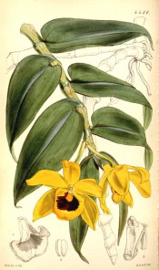 Figured are stem, leaves and bright yellow flowers with deep crimson markings.  Curtis's Botanical Magazine t.4450, 1849.