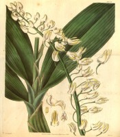 Shown are the large strap-like leaves and raceme of numerous white and yellow flowers. Curtis's Botanical Magazine t.3074, 1831.
