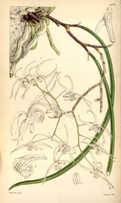 Shown are the long cylindrical leaves and small, white, spidery flowers.  Curtis's Botanical Magazine t.4711, 1853.