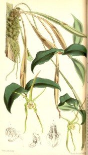Figured are leathery leaves and short racemes of spidery, greenish yellow flowers.  Curtis's Botanical Magazine t.5956, 1872.