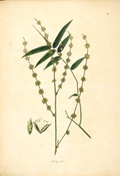 Illustrated are leaves and flowers.  Roxburgh vol.1, pl.80, 1832.