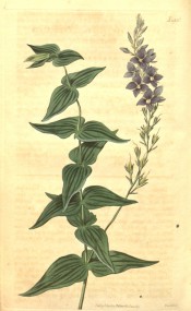 Figured are paired ovate leaves and axillary spike of bright blue flowers.  Curtis's Botanical Magazine t.1936, 1817.