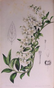 Illustrated is a shoot with numerous white, star-shaped flowers.  Flore des Serres f. 611, 1851.