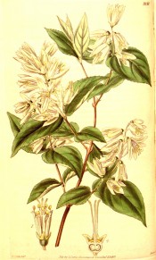 Shown are the broadly ovate leaves and panicles of star shaped white flowers.  Curtis's Botanical Magazine t.3838, 1840.