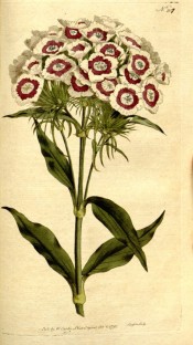 Depicted is a multi-flowered umbel with single white flowers with a red eye.  Curtis's Botanical Magazine t.207, 1792.