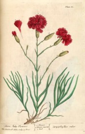 The image shows the full plant with bright red, double flowers, similar to a clove pink.  Blackwell pl.85, 1737.