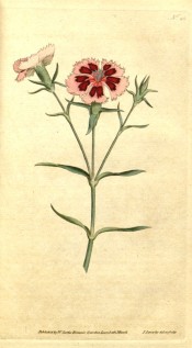 The illustration is of a Pink with red ground cover and wide, frilled pink edge.  Curtis's botanical Magazine t.25, 1787.