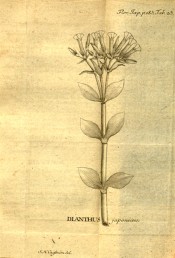 The line drawing shows stem, leaves and flower umbel.  Flora Japonica t.23, 1784.