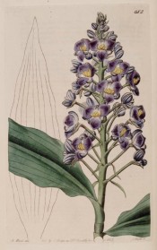 Illustrated are the lance-shaped leaves, and a dense raceme of deep violet flowers.  Botanical Register f.682, 1823.